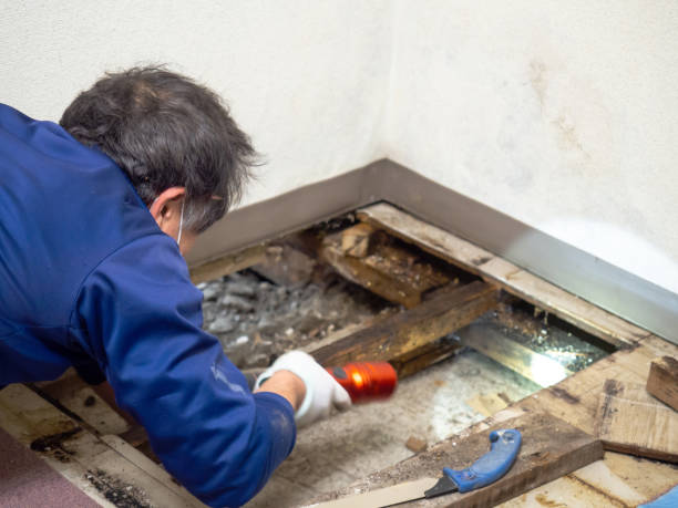 Best Mold Remediation  in Faison, NC