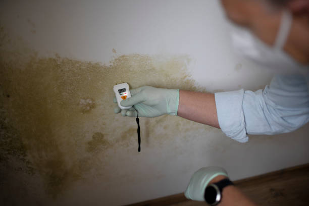 Best Certified Mold Removal  in Faison, NC