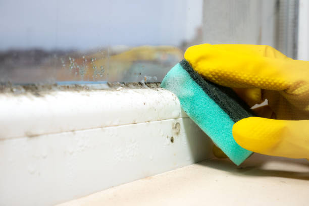 Home Mold Removal in Faison, NC