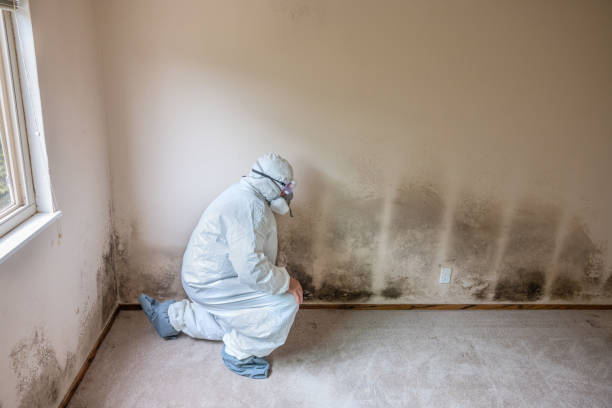 Best Professional Mold Removal  in Faison, NC