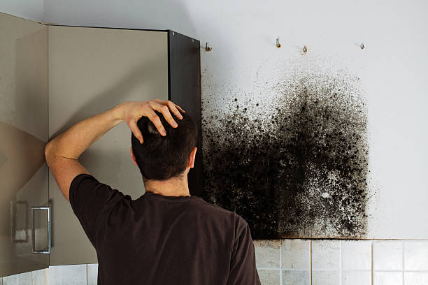 Best Certified Mold Removal  in Faison, NC