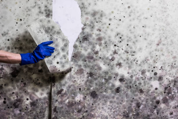 Best Residential Mold Removal  in Faison, NC